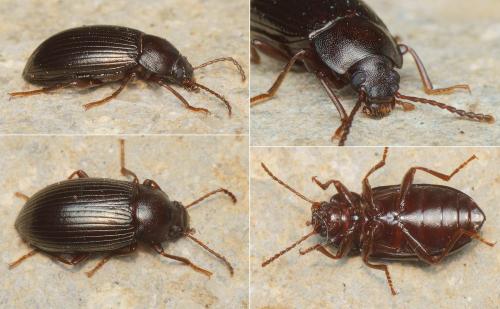 Nalassus dryadophilus